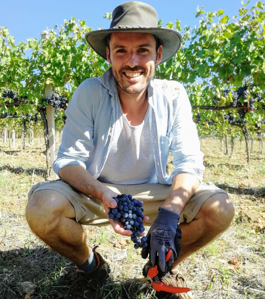 Molise Italy: Olive & Grape Picking & Meal (September Only)