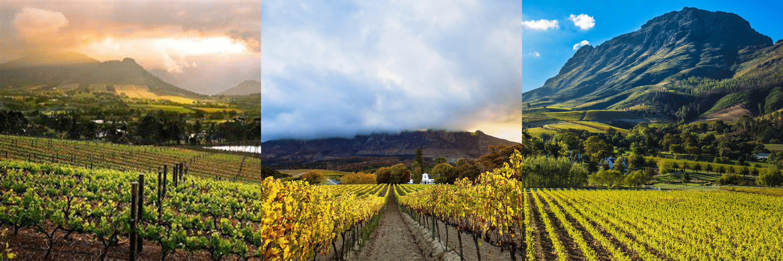 Gourmet Wine Tours of South Africa