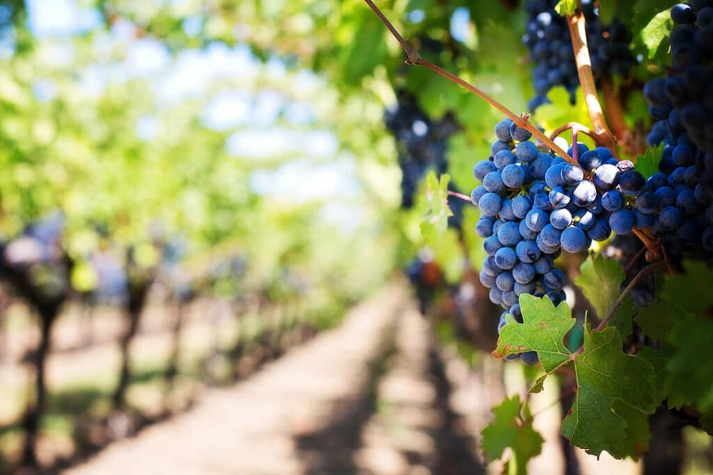 Vincotto wine grapes
