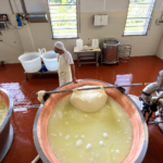 Traditional Cheese Making at the Dairy