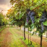 -XNSWJ8-San-Gimignano-Chianti-Montalcino