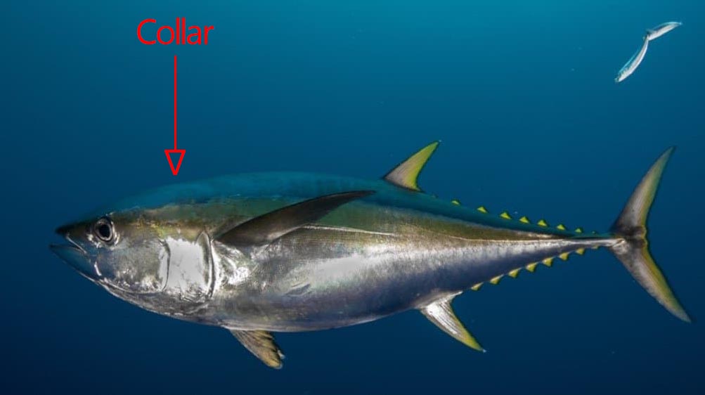 yellowfin tuna collar location