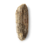 Coppa-2