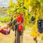 -NNYJGR-Chianti-Half-Day-Wine-Tour-florence