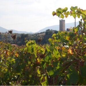 Athens Layover Wine Escape