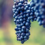 Lambrusco Wine Tour & Tasting