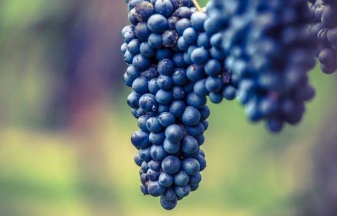 Lambrusco Wine Tour & Tasting