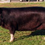 Berkshire-Pig