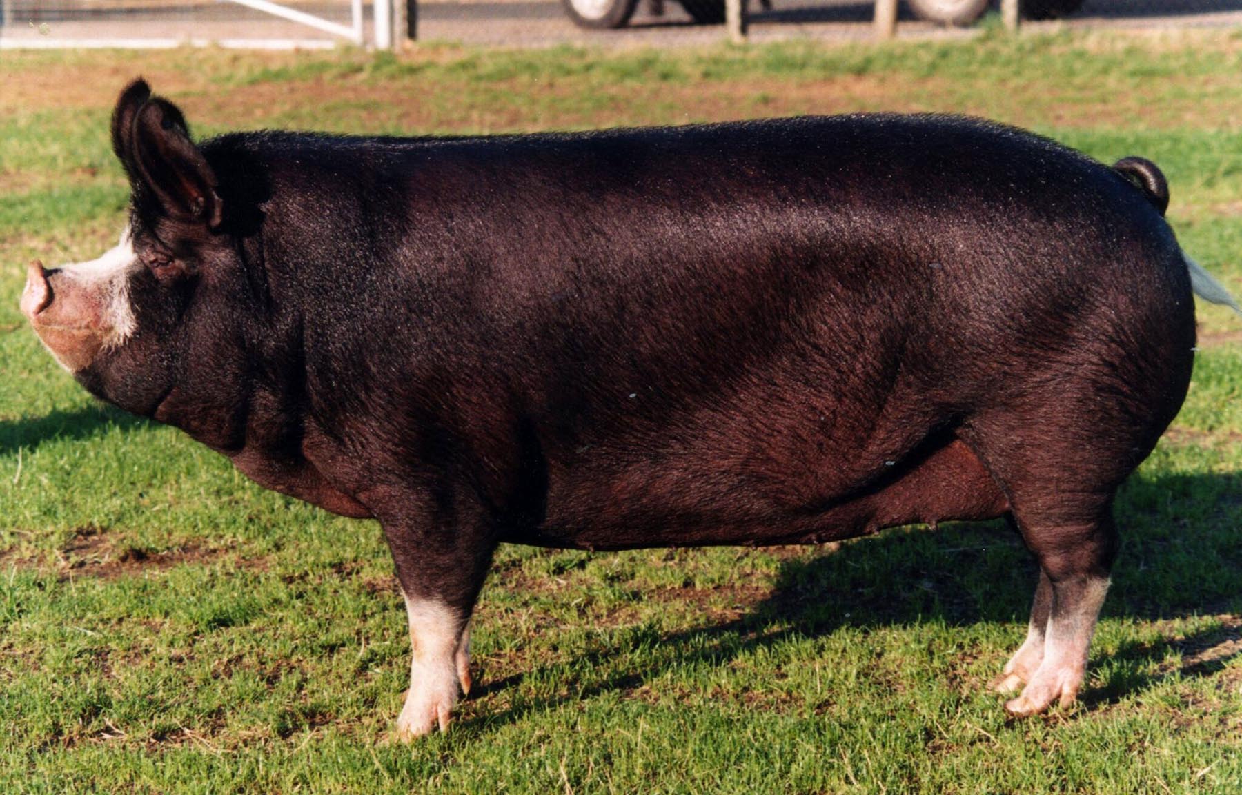 Berkshire Pork: A Premium Choice for Flavor and Quality