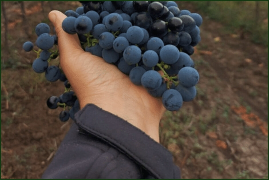 Olive & Grape Picking & Meal (September Only)