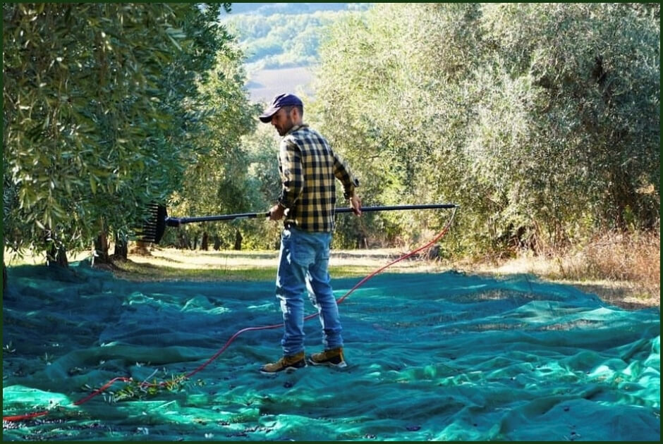 Visit to Local Olive Oil Producer
